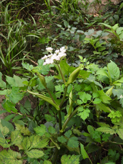 Angelica polymorpha