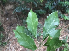 Lithocarpus konishii