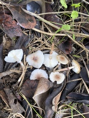 Lepiota lilacea