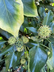 Vespa velutina nigrithorax