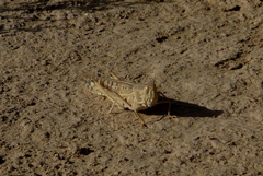 Schistocerca gregaria