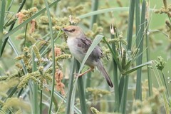 Cisticola