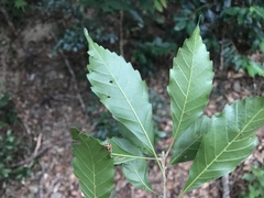 Lithocarpus konishii