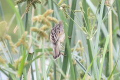 Cisticola