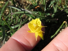 Narcissus bulbocodium