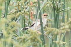 Cisticola