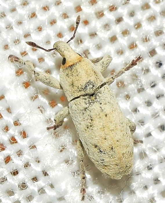 Lixus professus
