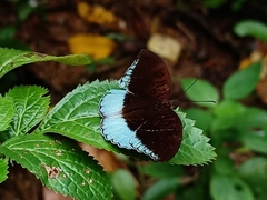 Tanaecia iapis