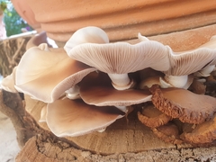 Cyclocybe aegerita