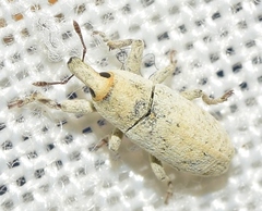 Lixus professus