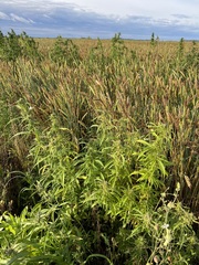 Cannabis sativa spontanea