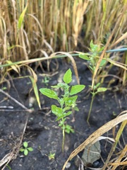 Chenopodium album