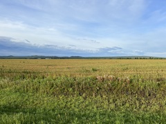 Chamaenerion angustifolium