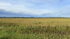 Chamaenerion angustifolium