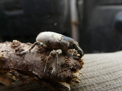 Ammocleonus hieroglyphicus