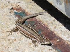 Podarcis guadarramae guadarramae