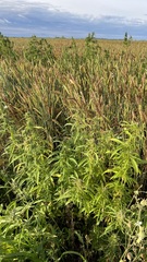 Cannabis sativa spontanea