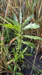 Cirsium arvense