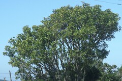 Ptaeroxylon obliquum