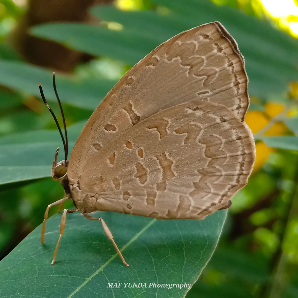 Miletus boisduvali