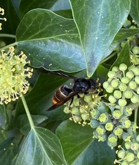 Vespa velutina nigrithorax