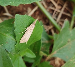 Scirpophaga