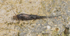 Archaeognatha