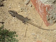 Podarcis guadarramae guadarramae