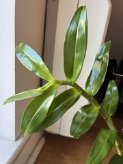 Dendrobium nobile