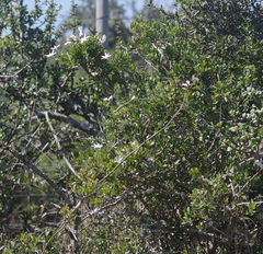 Jasminum multipartitum