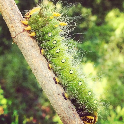 Imperial Moth, photo 2 of 10
