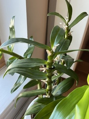 Dendrobium nobile