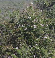 Jasminum multipartitum