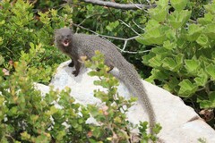 Herpestes pulverulentus