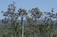 Ptaeroxylon obliquum