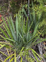 Yucca filamentosa