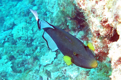 Melichthys vidua
