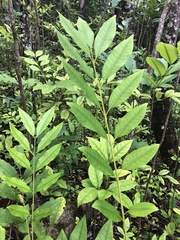 Citharexylum caudatum