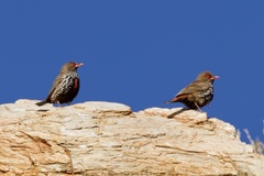 Emblema pictum