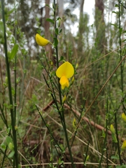 Cytisus