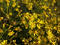 Senecio brasiliensis