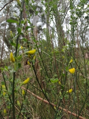Cytisus