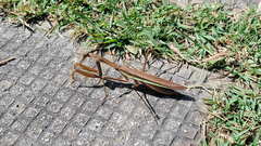 Tenodera