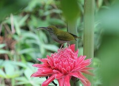 Arachnothera modesta