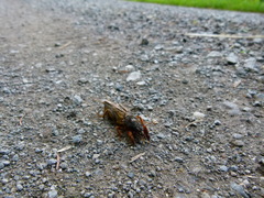 Gryllotalpa gryllotalpa