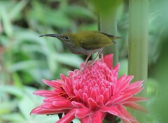 Arachnothera modesta