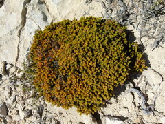 Euphorbia acanthothamnos