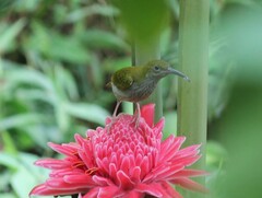 Arachnothera modesta