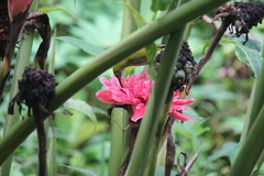 Arachnothera modesta