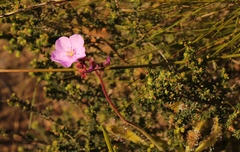 Drosera hilaris